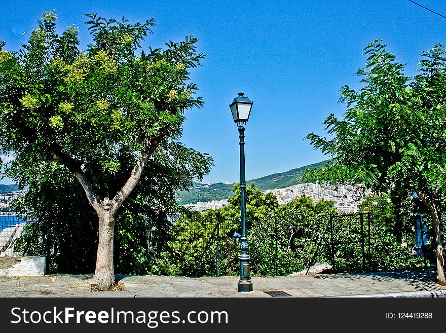 Tree, Sky, Vegetation, Flora