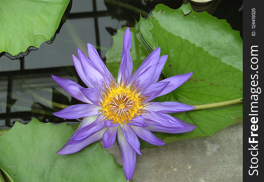 Flower, Flora, Plant, Purple