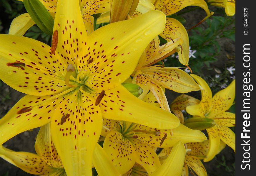 Flower, Yellow, Lily, Plant
