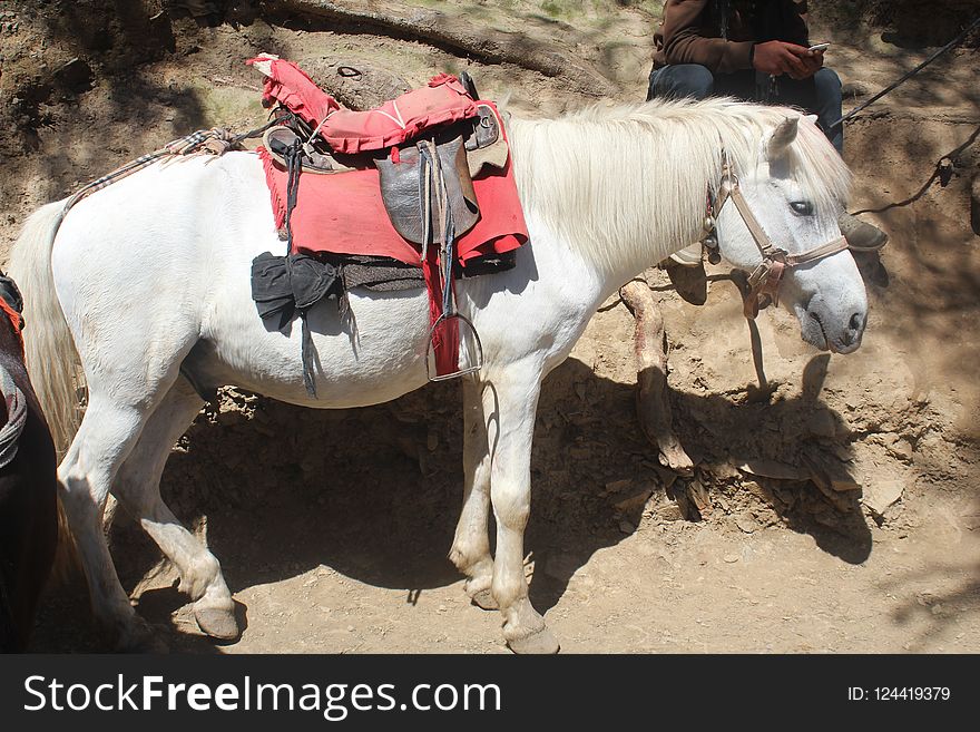 Horse, Horse Harness, Rein, Horse Tack