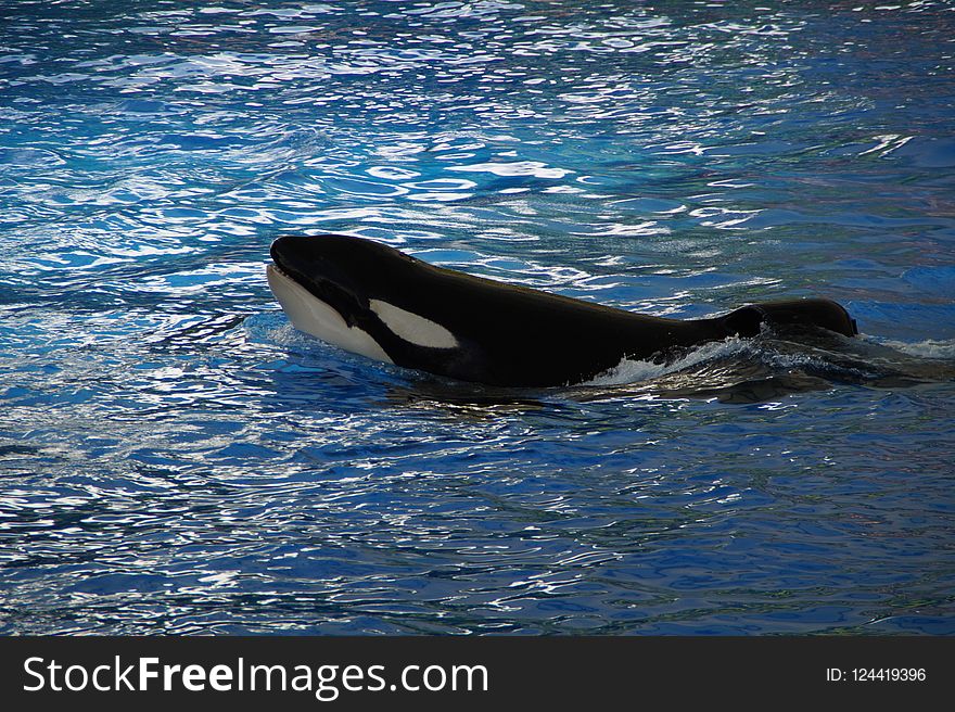 Mammal, Marine Mammal, Killer Whale, Whales Dolphins And Porpoises