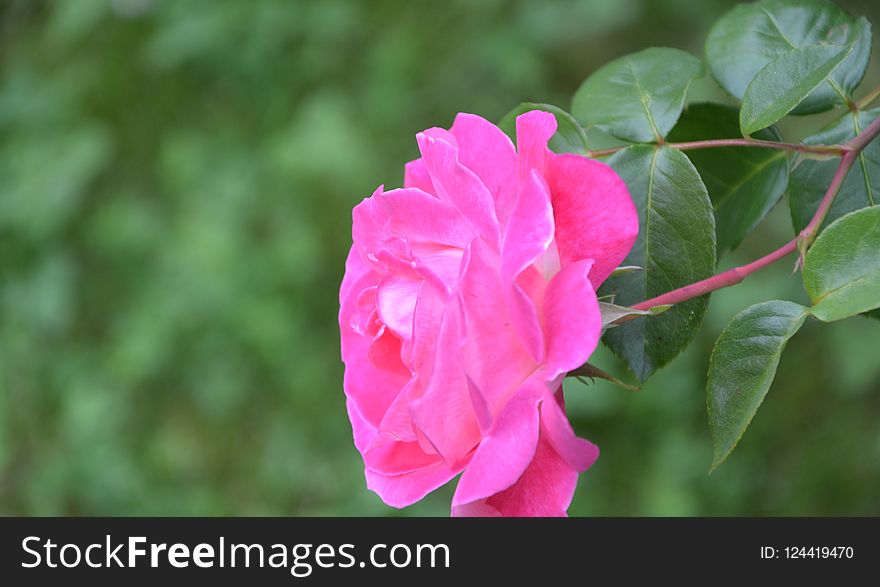Flower, Rose Family, Pink, Rose