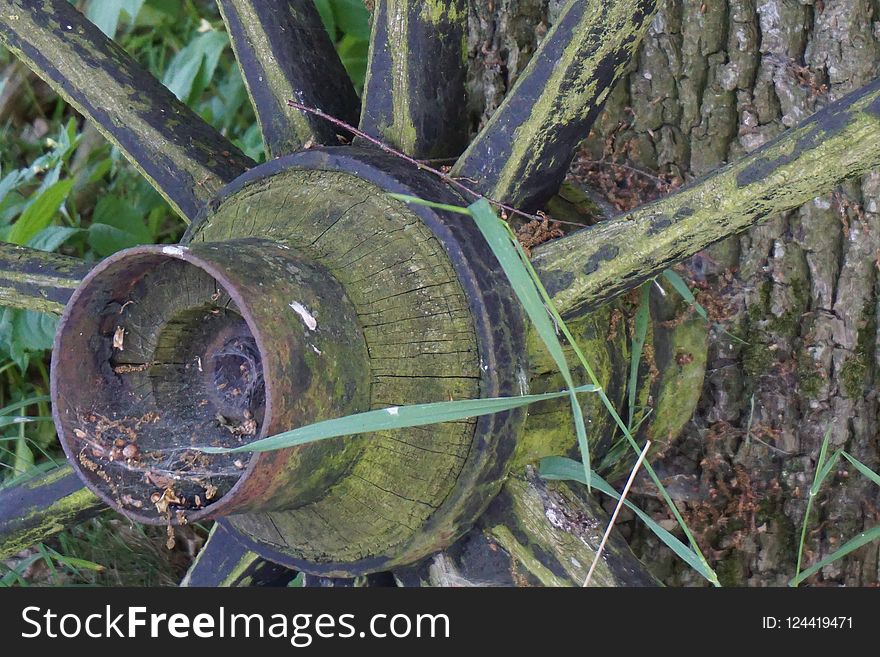 Plant, Tree, Forest, Grass