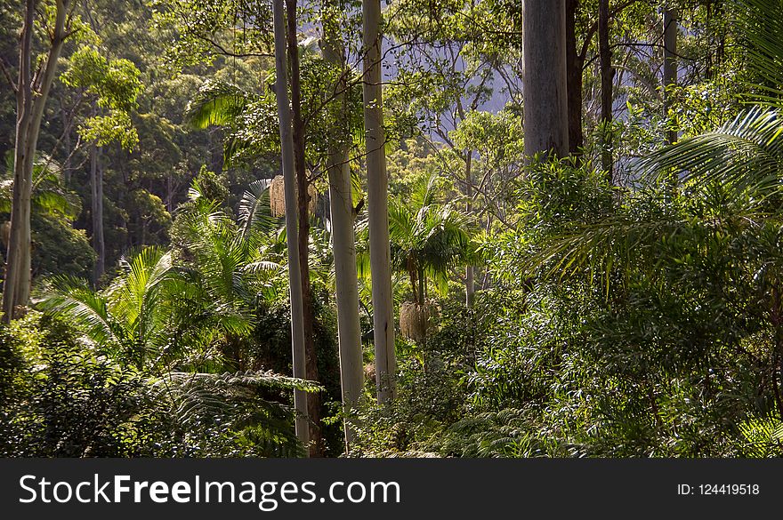 Vegetation, Nature, Ecosystem, Forest