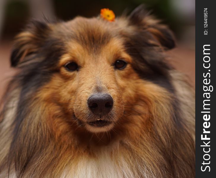 Dog, Dog Breed, Rough Collie, Scotch Collie