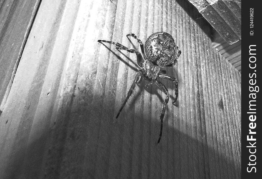 Arachnid, Spider, Black, Black And White