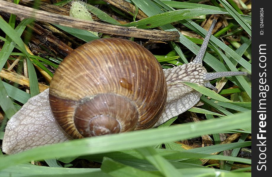 Molluscs, Snail, Snails And Slugs, Invertebrate