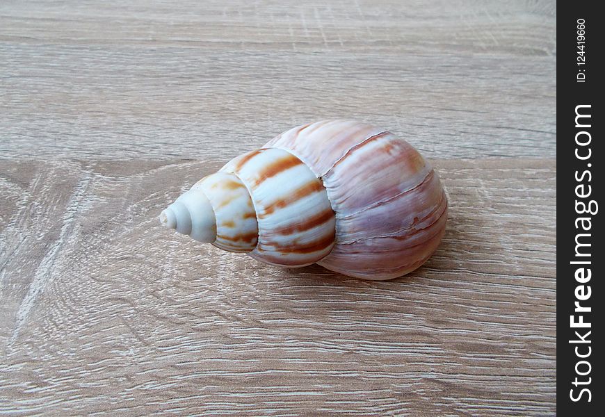 Macoma, Seashell, Baltic Clam, Veneroida