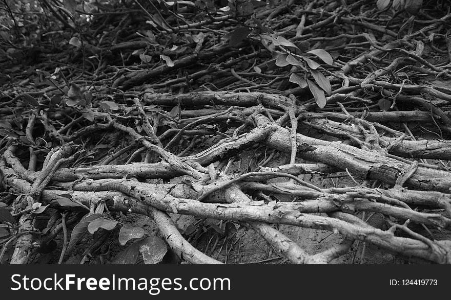 Black And White, Branch, Tree, Monochrome Photography