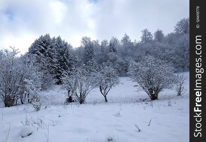 Snow, Winter, Frost, Freezing