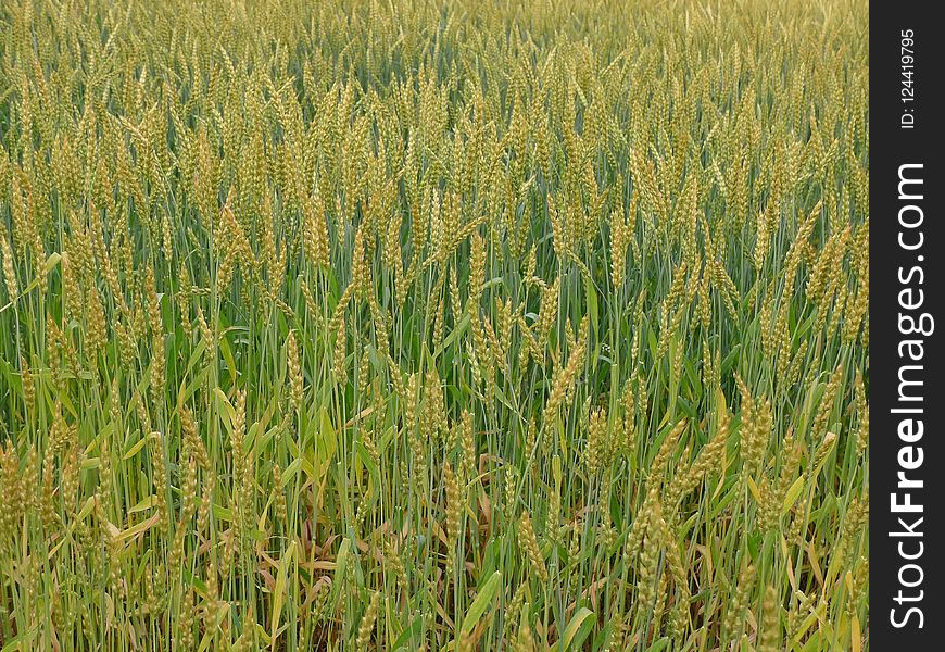 Crop, Food Grain, Grass Family, Wheat