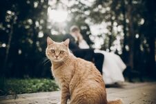 Cute Red Homeless Cat Looking Forward And Bride And Groom Kissing On Background In Park. Kitten In Sunlight Posing. Funny Moment Stock Image