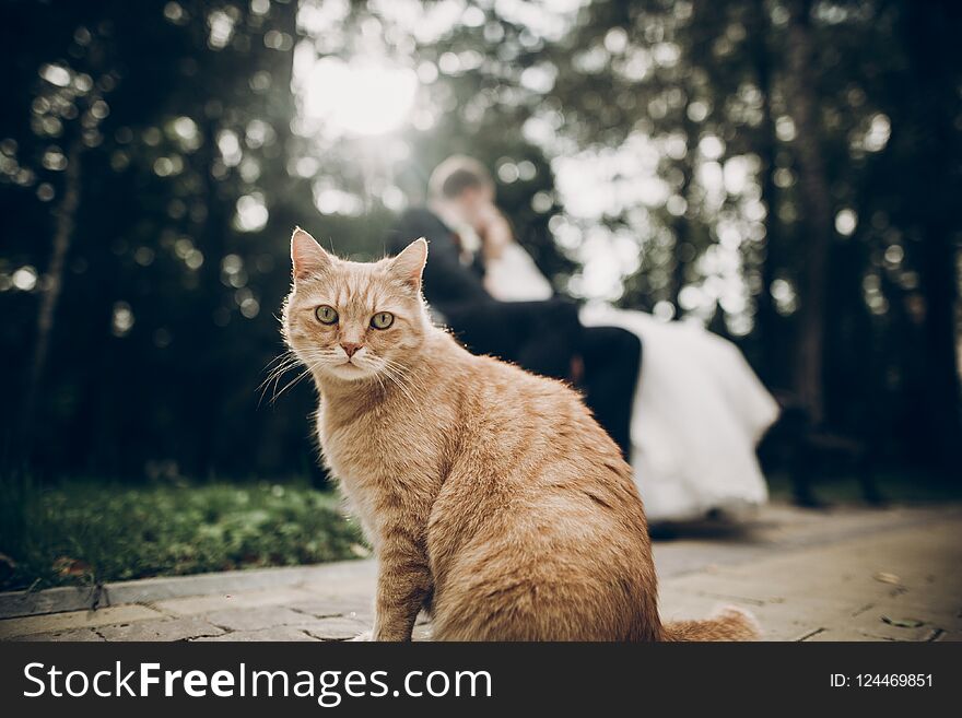 Cute red homeless cat looking forward and bride and groom kissing on background in park. kitten in sunlight posing. funny moment