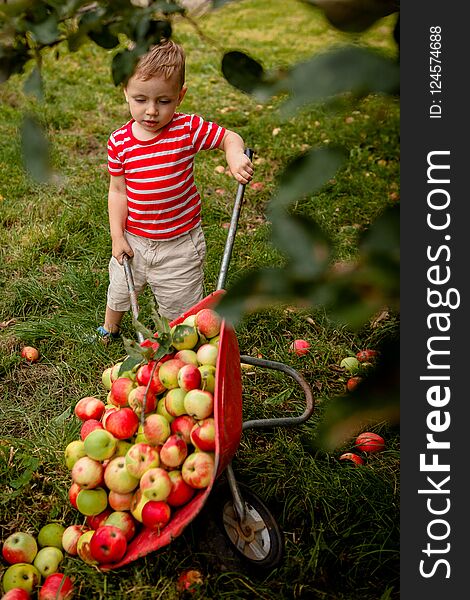 Child Picking Apples On A Farm. Little Boy Playing In Apple Tree Orchard. Kid Pick Fruit And Put Them In A Wheelbarrow. Baby Eatin