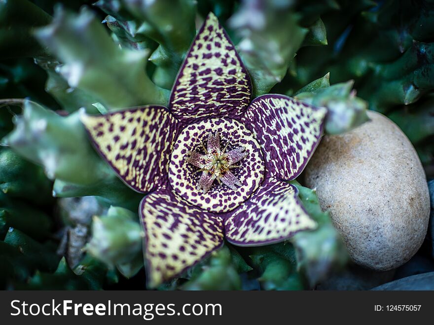 Close-up Topview Of A Carrion Flower Blooming