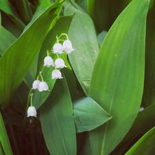 Lily Of The Valley Stock Images