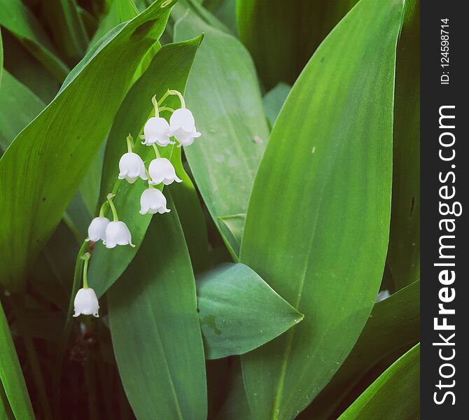 Lily of the valley in spring