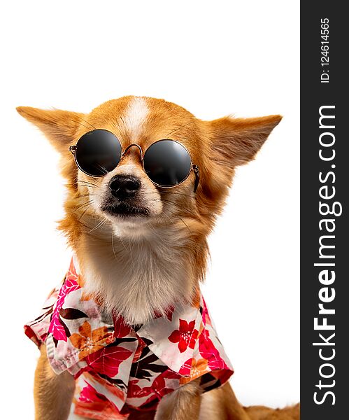 Chihuahua dog wearing a colorful shirt and black glasses. On a white background