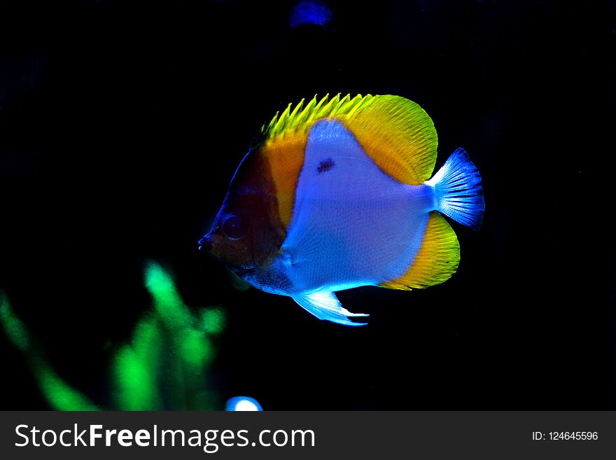 Yellow Pyramid Butterflyfish - Hemitaurichthys Polylepis