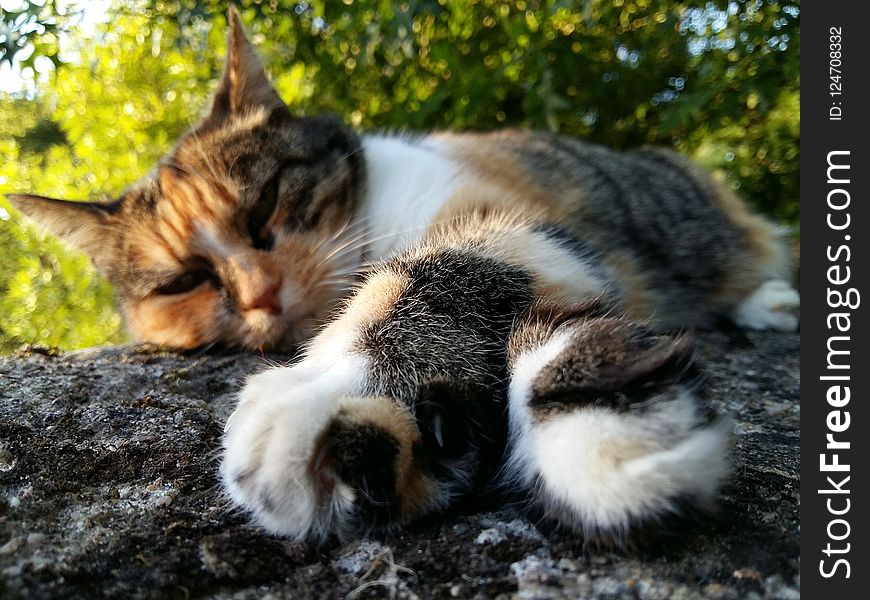 Cat, Whiskers, Fauna, Small To Medium Sized Cats