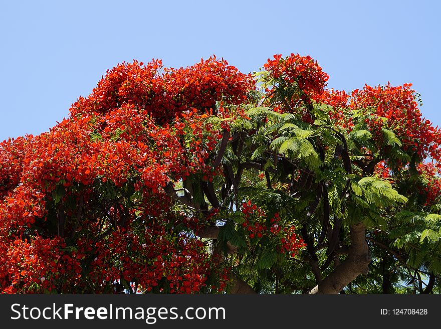 Plant, Flora, Tree, Vegetation