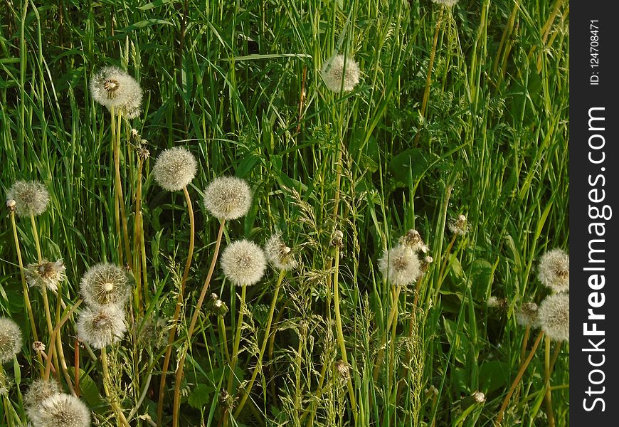 Grass, Flower, Dandelion, Plant