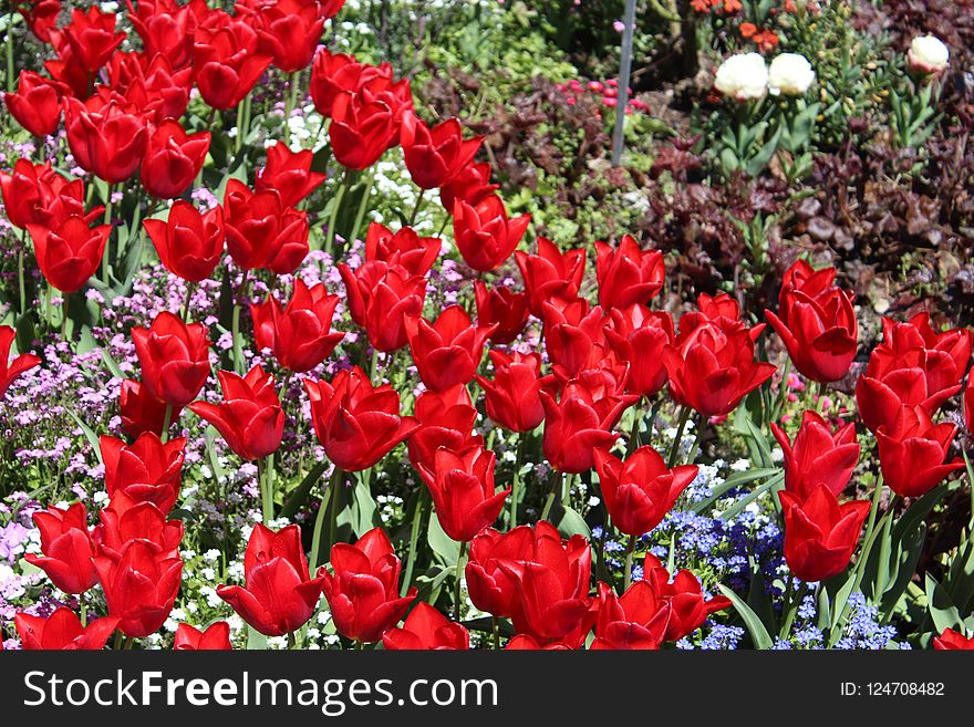 Flower, Plant, Flowering Plant, Tulip