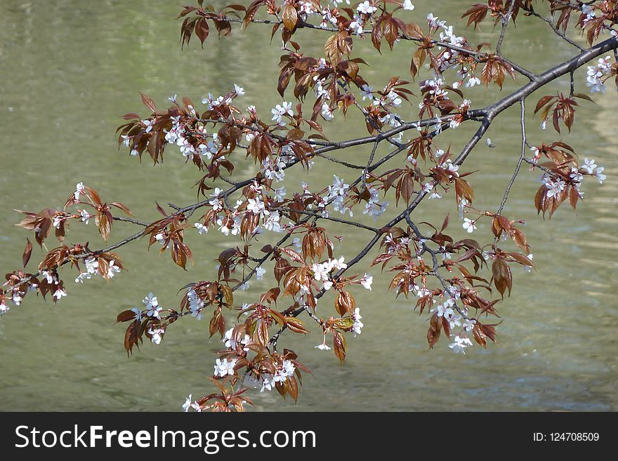 Water, Flora, Plant, Branch