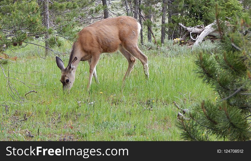 Wildlife, Deer, Nature Reserve, Fauna