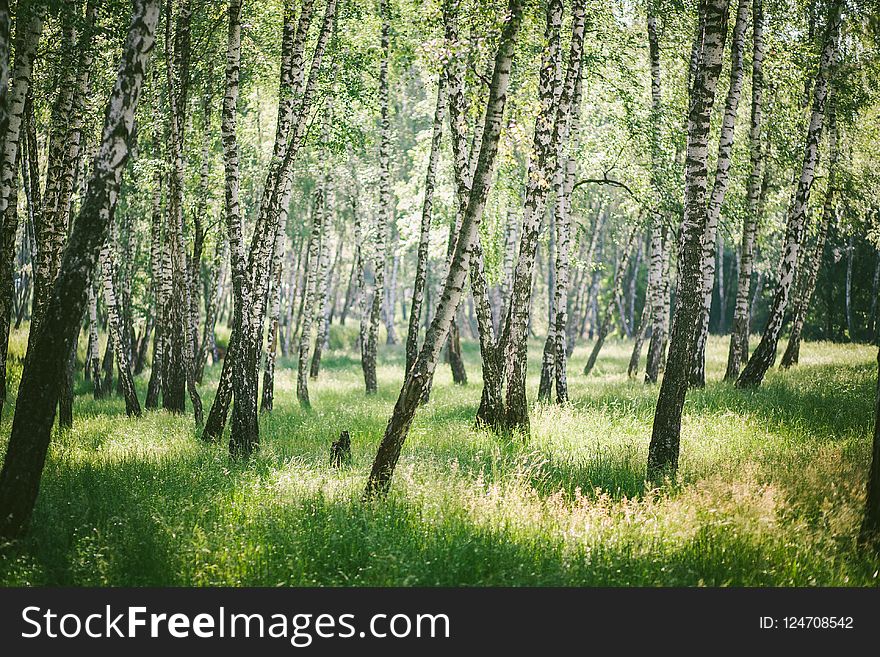 Ecosystem, Tree, Woodland, Grove
