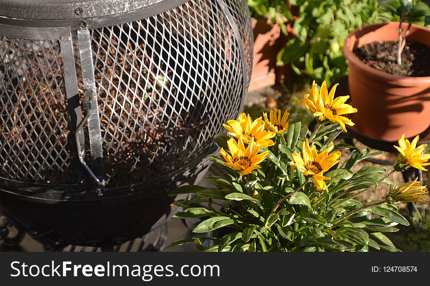 Flowerpot, Plant, Flower, Herb