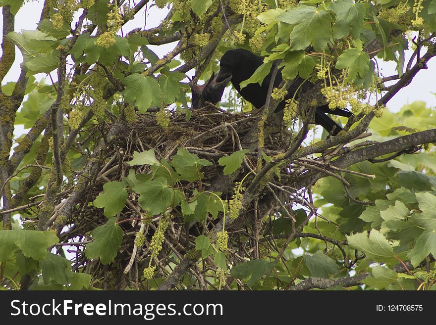 Bird, Branch, Tree, Fauna