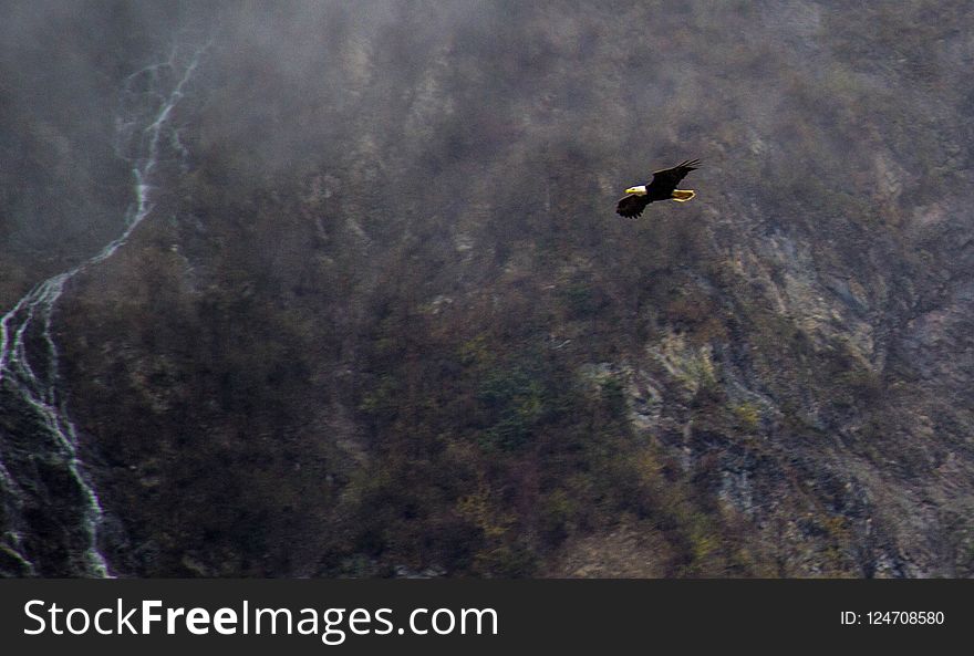 Vertebrate, Bird, Geological Phenomenon, Sky