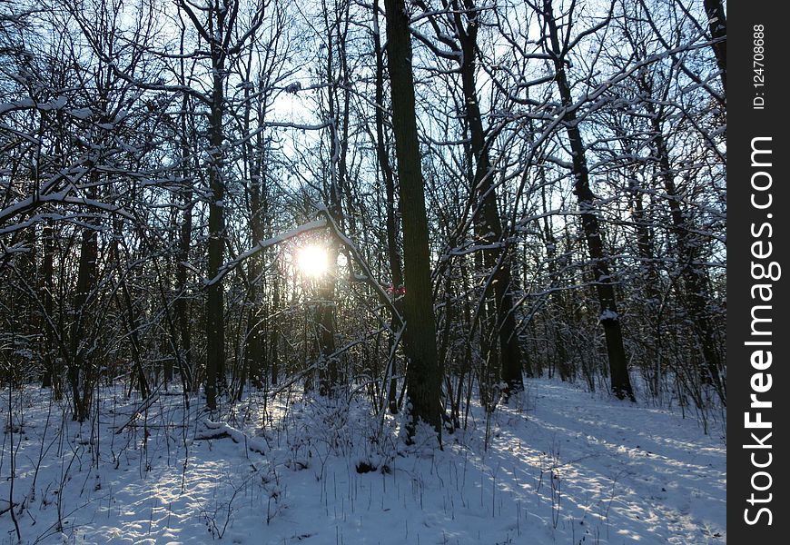 Winter, Snow, Tree, Sky