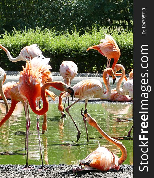 Flamingo, Bird, Water Bird, Beak