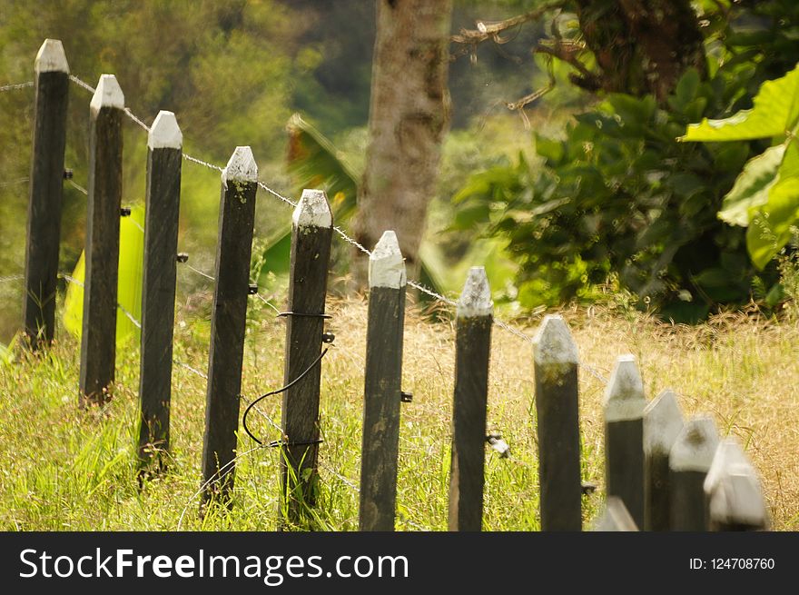 Grass, Fence, Tree, Outdoor Structure