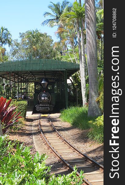 Transport, Plant, Tree, Track