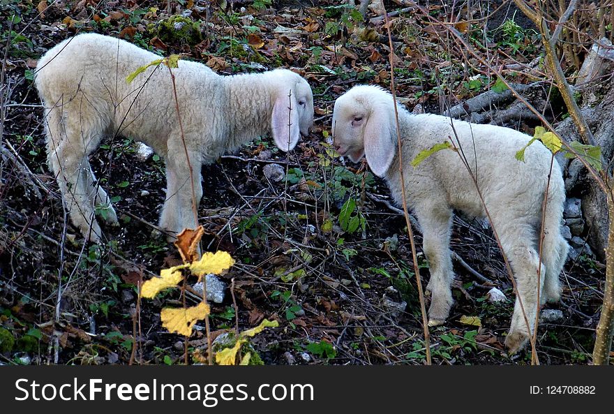 Sheep, Cow Goat Family, Livestock, Goats