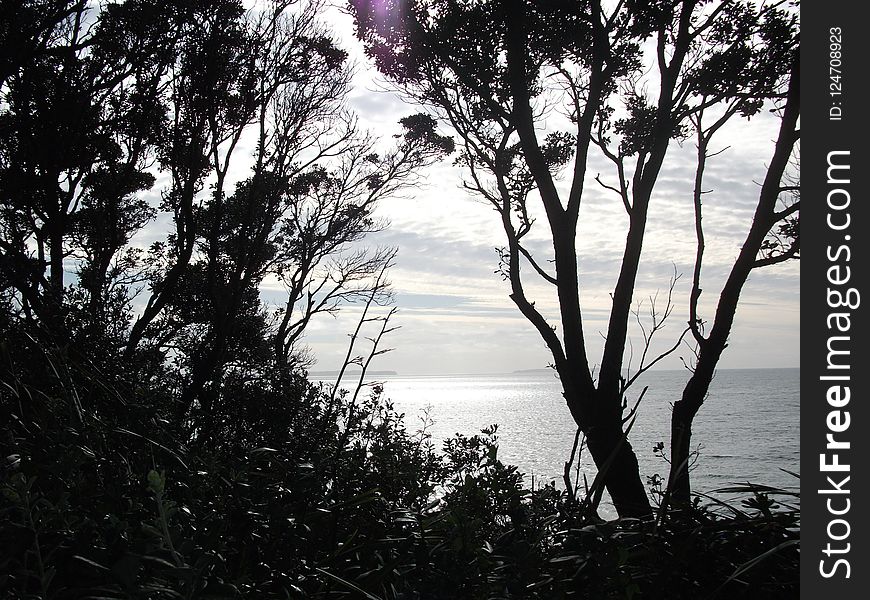 Tree, Nature, Sky, Water