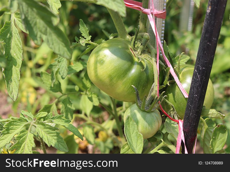Plant, Bush Tomato, Fruit, Local Food