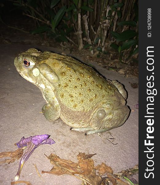 Toad, Ranidae, Amphibian, Fauna