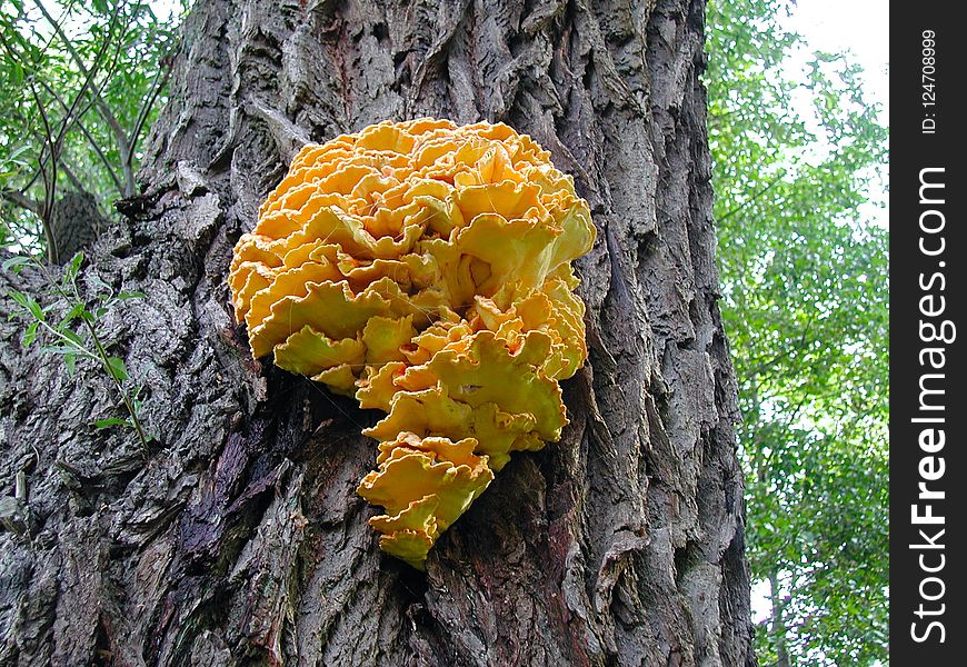 Fungus, Medicinal Mushroom, Tree, Mushroom