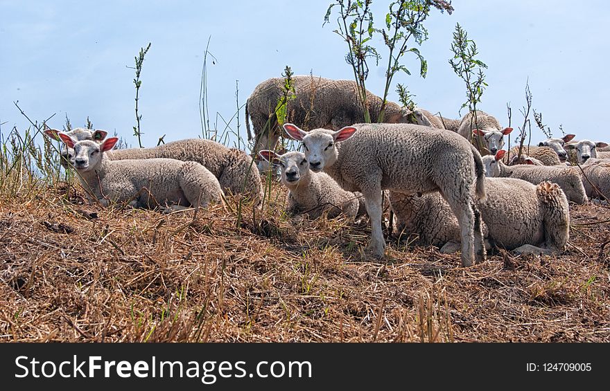 Sheep, Herd, Livestock, Cow Goat Family