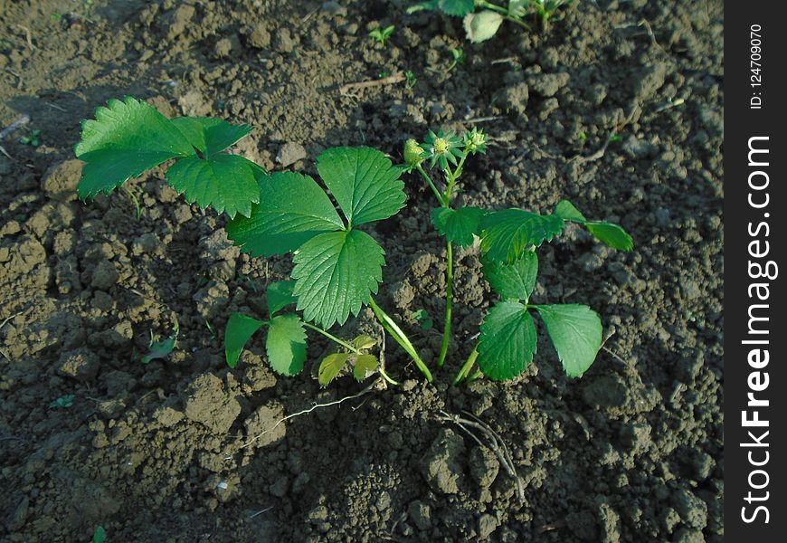 Plant, Leaf, Vegetation, Soil