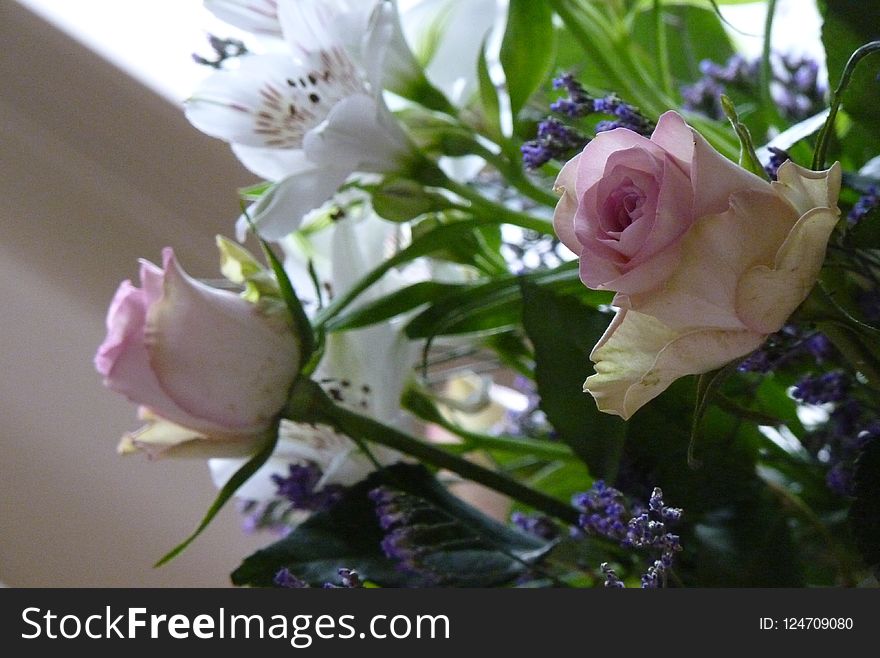 Flower, Plant, Rose Family, Flowering Plant