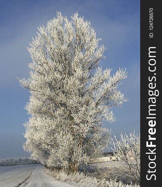 Snow covered trees