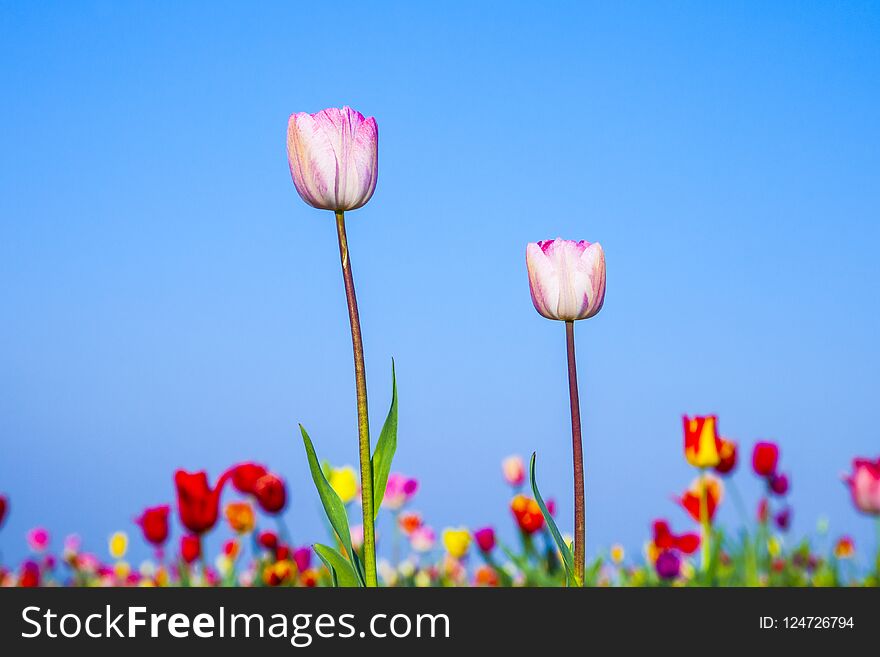 Spring field with blooming colorful tulips