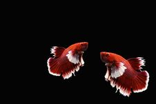 Red And White Two Siamese Fighting Fis Stock Photography