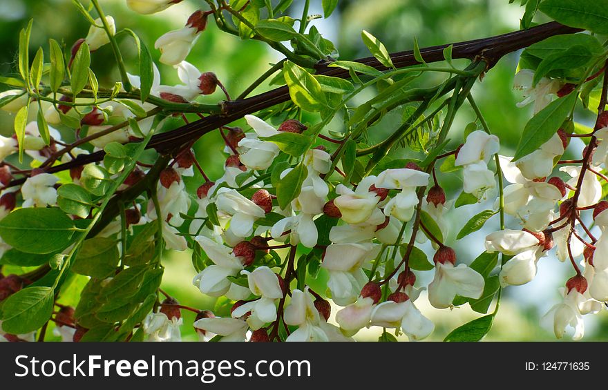 Plant, Leaf, Tree, Flora