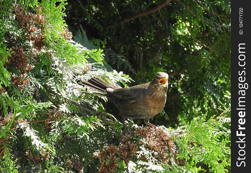 Bird, Ecosystem, Fauna, Nature Reserve